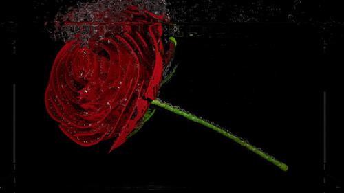 Rose dropped in Water preview image